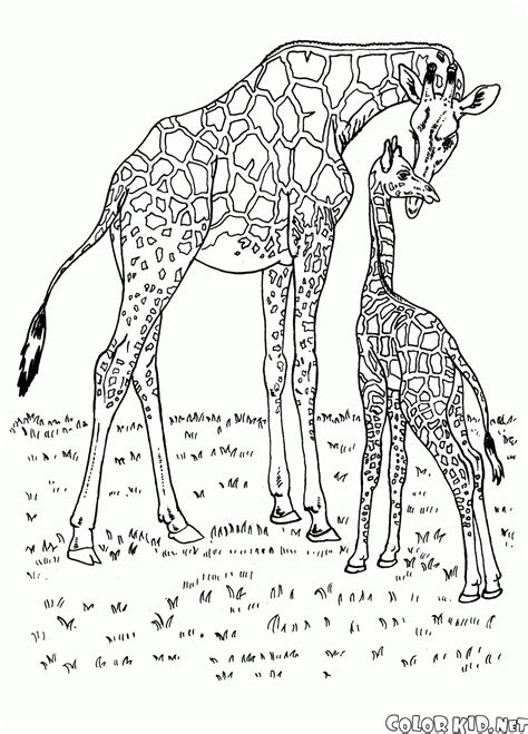 Coloring Page Giraffes In Africa
