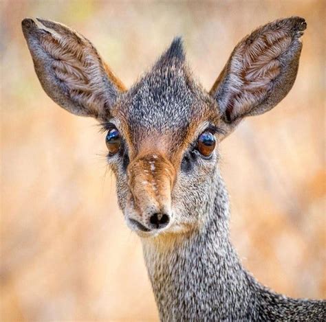 🔥 The Dik Dik Is The Smallest Antelope In The World Dik Dik African