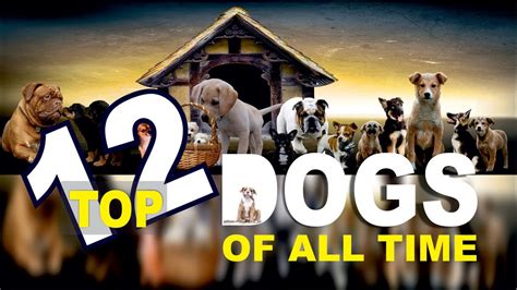 Top 12 Dog Breeds Human Friendly Always Best Dog Breeds Worldwide