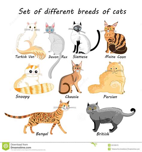 Nature isn't so restricted in its patterns and there are numerous. Cat breed clipart 20 free Cliparts | Download images on ...