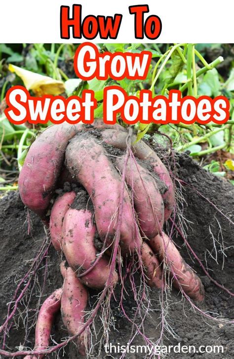 How To Grow Sweet Potatoes In The Garden With Text Overlay Reading How