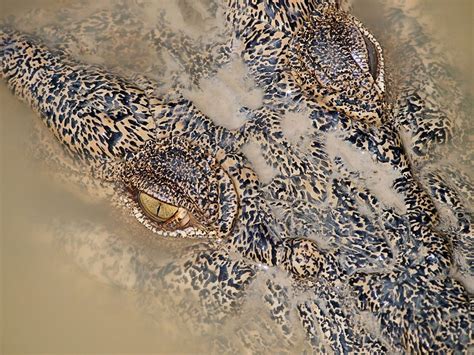 Crocodile Australia Daintree River Queensland Australia National