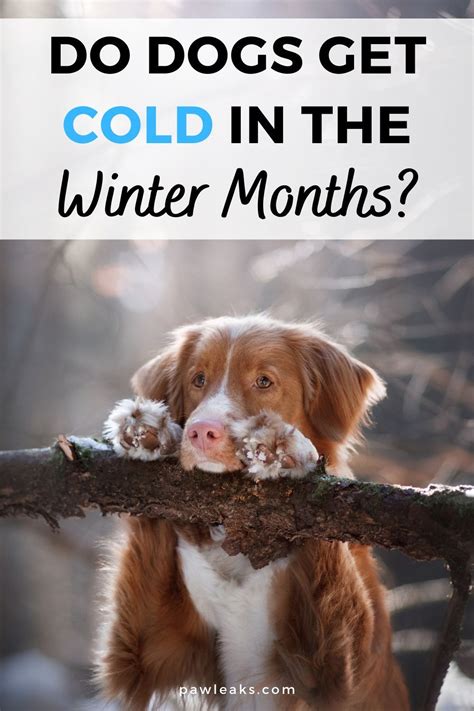Do Dogs Get Cold What To Look Out For In 2021 Do Dogs Get Colds Dog