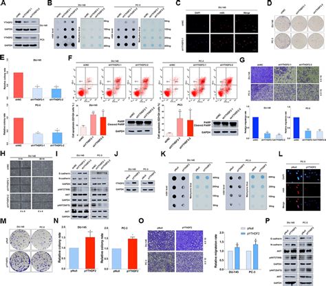 Knock Down Of Ythdf Inhibits The Tumor Progression Of Pca In Vitro A