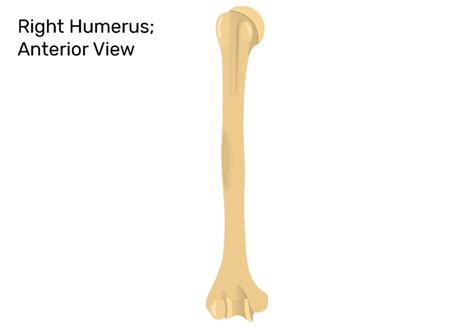 Humerus Bone Anatomy Getbodysmart