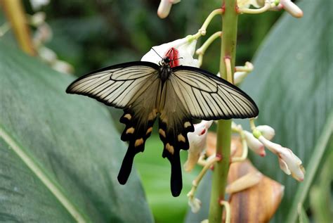 Byasa Alcinous Wikiwand Swallowtail Butterfly Colorful Butterflies