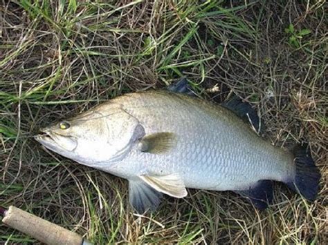 Aplikasi ini mengandungi resepi dan cara masakan mudah ikan siakap 3 rasa. Resepi Ikan Siakap 3 Rasa Simple Jer. Gerenti Sedap Guna ...