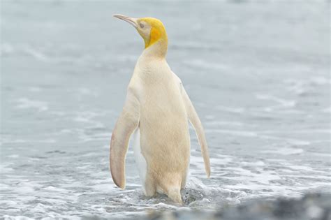 Stunning Yellow King Penguin Photographed On South Georgia Island Book