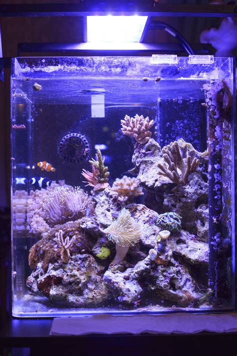 Small Saltwater Fish For Nano Reef Tanks Build Your Aquarium