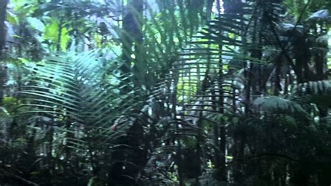 Oz Rainforest 360 Youtube