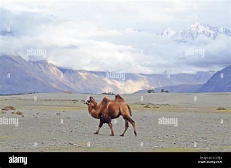 Bactrian Camel In The Cold Desert Of Hundar Nubra Valley Ladakh