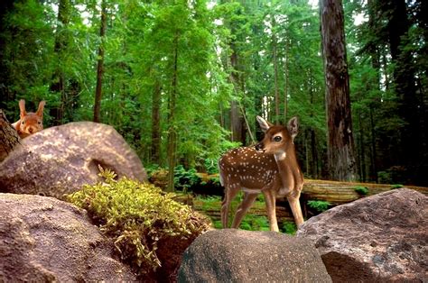 Free Images : tree, nature, forest, wilderness, trail, animal, wildlife