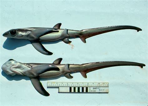 Bigeye Thresher Shark Alopias Superciliosus Shark Database