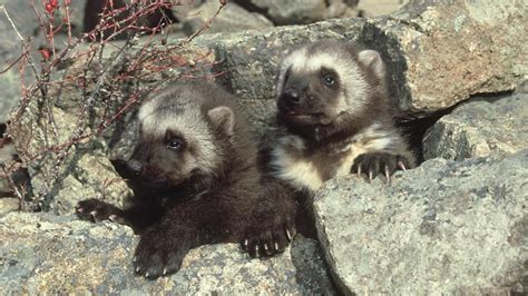 What Is A Baby Wolverine Called