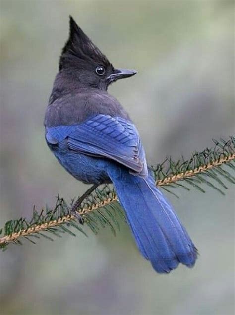 Check spelling or type a new query. Stellar Jay - this is the type of Jay that likes to sit on ...