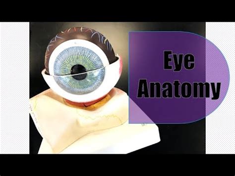 Eye Anatomy - YouTube