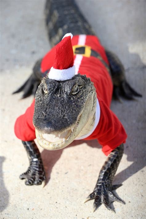 Roscoe The Alligator Wishing Everyone A Merry Christmas Aww