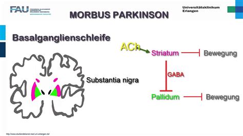 Neuropathologie ─ Entstehung Von Morbus Parkinson Youtube