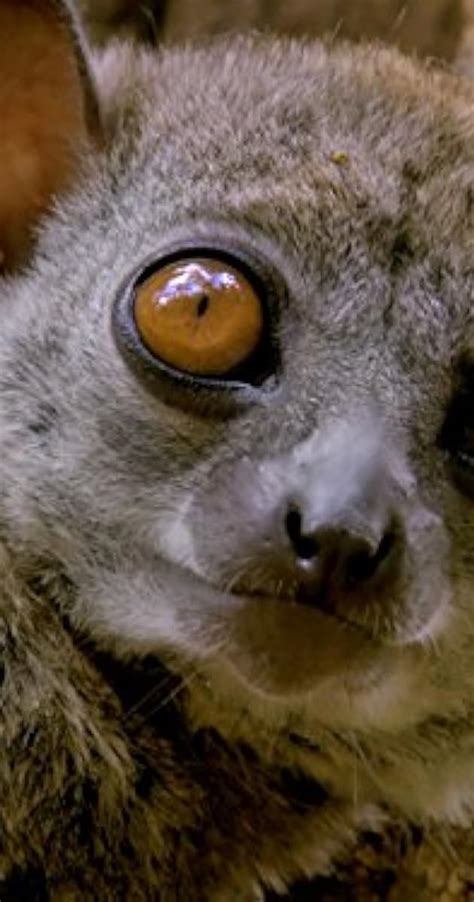 Land Of Gremlins Lemur Spirit Tv Episode 2015 Full Cast And Crew Imdb
