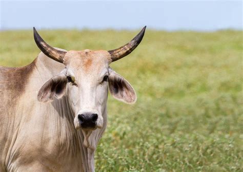 Electrocardiographic studies reveal abnormalities of cardiac conduction. The Brahman or Brahma Cattle | Cattle, Brahman, Brahma