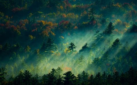 Wallpaper 1920x1200 Px England Fall Forest Landscape Mist