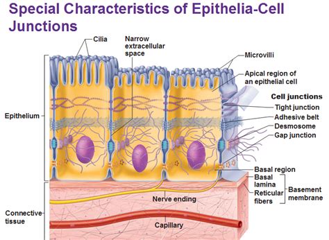 Detailed Features Of Epithelia