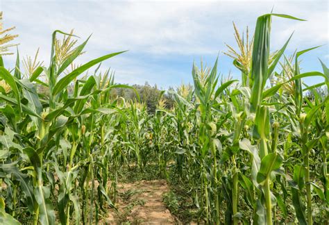 Green Corn Field In Blue Sky Stock Photo Image Of Tree Corn 57012056