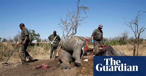 revealed the criminals making millions from illegal wildlife trafficking illegal wildlife