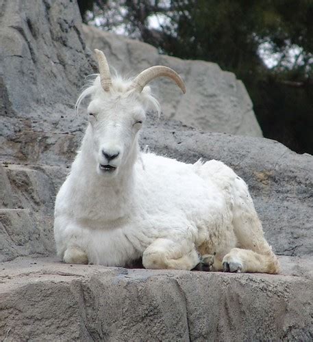 Dall Sheep Female Ovis Dalli Denver Zoo Drew Avery Flickr
