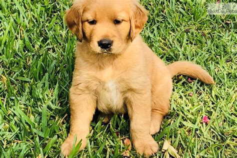 Golden Retriever puppy for sale near Los Angeles, California. | 2829553a-4ed1