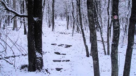 Free Photo Winter Woods Bunch Cold Forest Free Download Jooinn
