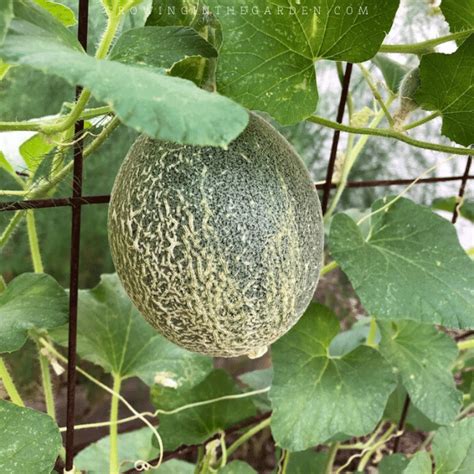 How To Grow Cantaloupe 9 Tips For Growing Cantaloupe Growing In The