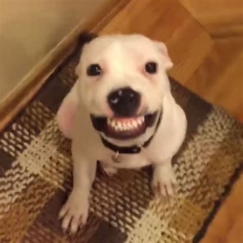Dog Smiling On Cue Will Make Your Day Smiling Dogs Dog Behavior