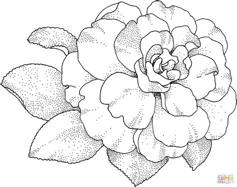 Hydrangea Coloring Page at GetDrawings | Free download