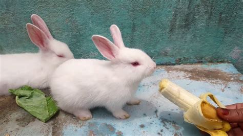 The Cutest Baby Bunny Rabbit Ever Baby Rabbits Bunnies Youtube