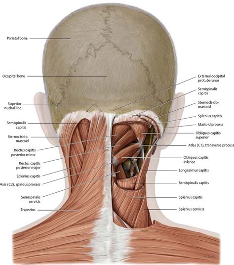 The back comprises the dorsal part of the neck and the torso (dorsal body cavity) from the occipital bone to the top of the tailbone. Muscles - Atlas of Anatomy