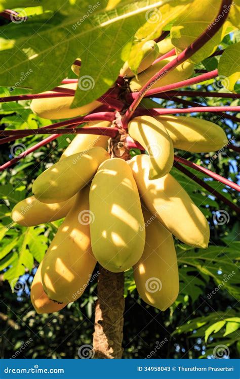 Yellow Papaya Stock Photos Image 34958043