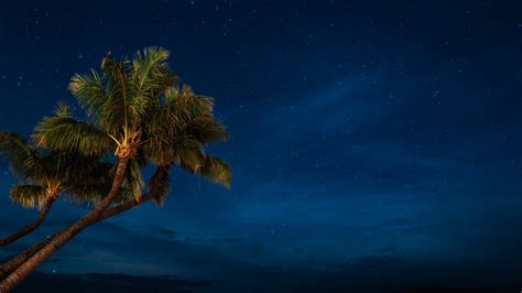 Wallpaper Palm Trees Blue Starry Night Tropics Tropical Stars