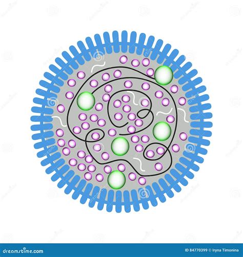 La Structure Du Mycoplasma Infographie Illustrati De Vecteur