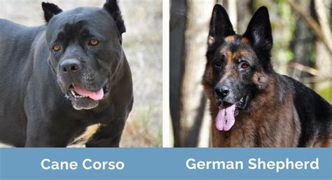 Cane Corso Vs German Shepherd Which One Is Proper For Me Geni Tv