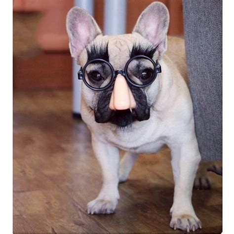 Cute Funny Dog Pet Glasses Eye Wear Dog Pet Sunglasses Photos Props