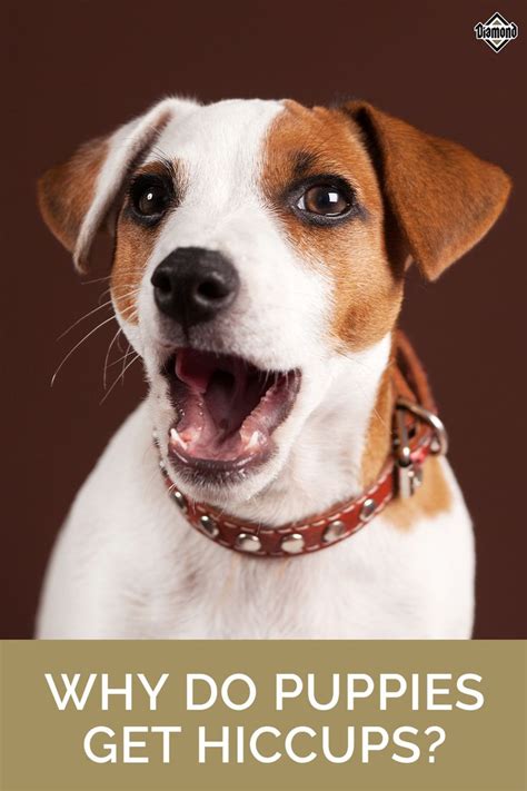 Why Do Puppies Get Hiccups? in 2021 | Puppy hiccups, Puppies, Pet parent