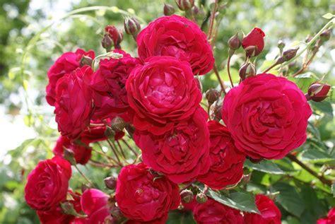 गुलाब की खेती कैसे होती है Gulab Kheti Rose Farming Khedut Putra
