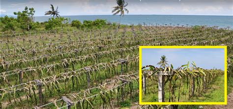 Malaysia adalah antara negara membangun yang menawarkan perkhidmatan kesihatan terbaik dunia. Stem Canker Penyakit Berbahaya Pada Tanaman Buah Naga ...