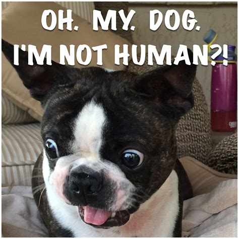Boston Terrier Puppies Memes Pets Lovers