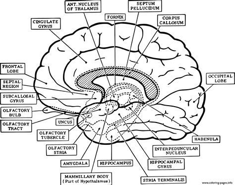 Brain Coloring Page With Labeled