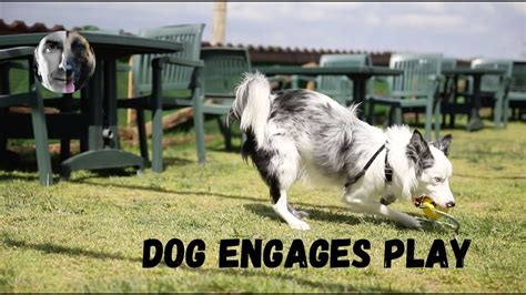Dog Engages Play What To Do Robert Cabral Dog Training Video Youtube