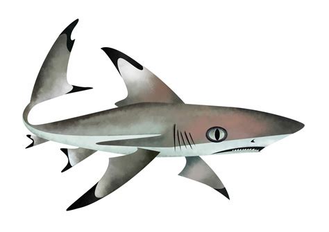 Blacktip Reef Shark Save Our Seas Foundation