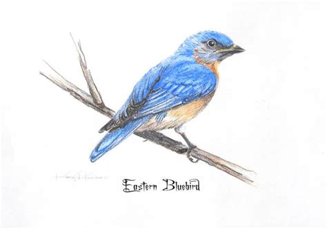 Stunning Bluebird Colored Pencil Drawings And Illustrations For Sale