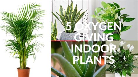 5 Oxygen Giving Indoor Plants Indoor Plantsair Purifying Indoor